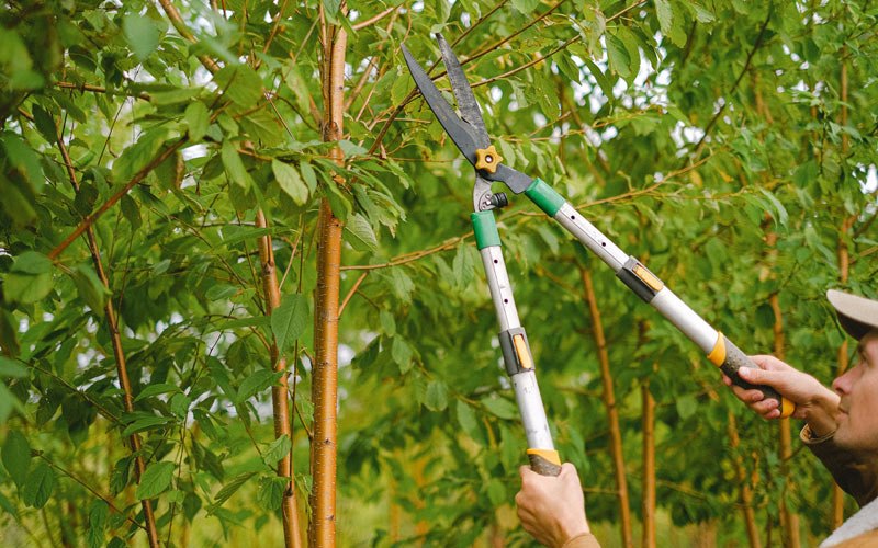 Tree trimming in Hatch, NM